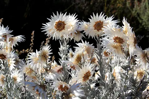 DPP_0106_Strohblumen.JPG