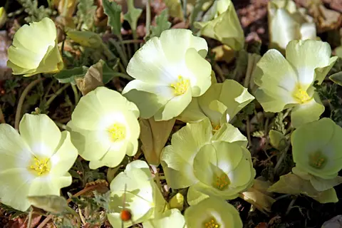 DPP_0206_Pietsnot.JPG