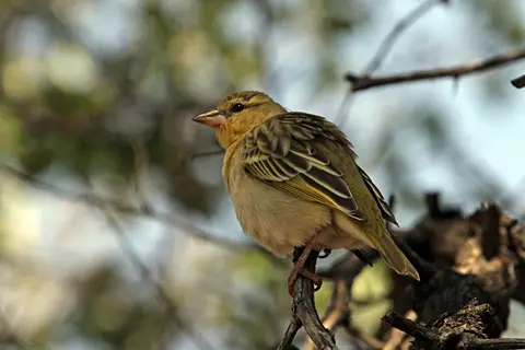 DPP_0234_NN5.JPG