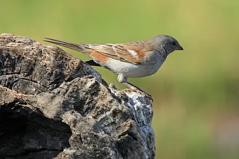 WelcherVogel3.JPG