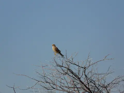 AfrikaAug2010871.JPG