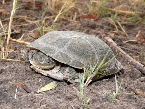 Botswana20111543.JPG