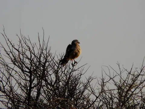 Botswana2011284.JPG