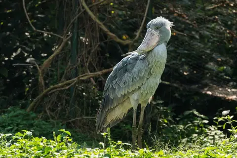 h178cc0f.jpg