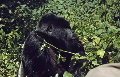 GorillaTracking2.jpg