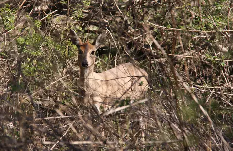 Antilope.jpg