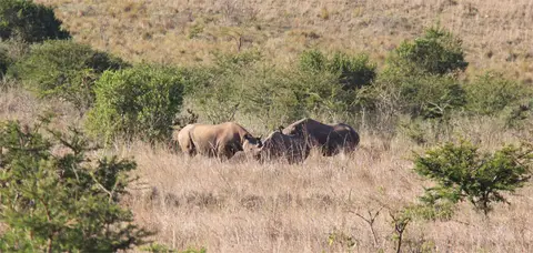 BlackRhino2.jpg