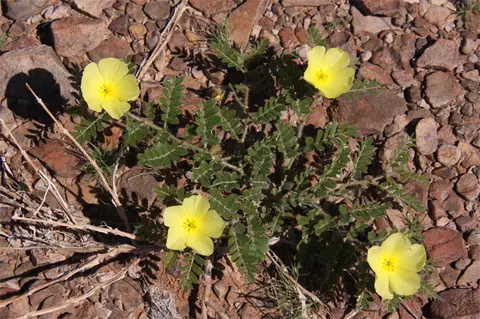 Blume.jpg