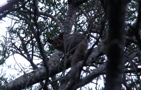 Bushbaby.jpg