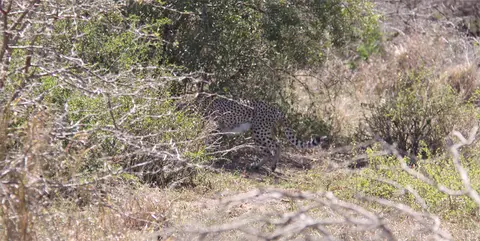 Cheetah_2012-01-03.jpg