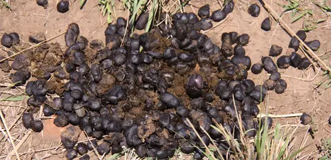 DungBeetle.jpg