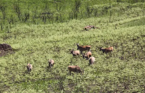 Eland.jpg
