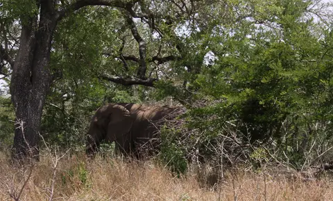 Elefant6.jpg