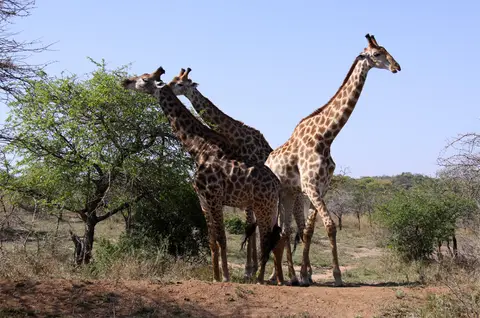 Giraffe1.jpg