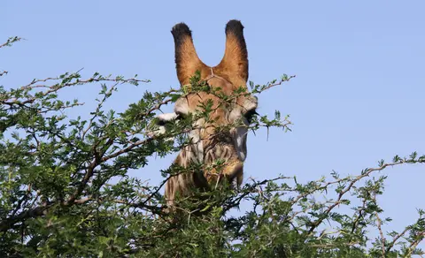 Giraffe2.jpg