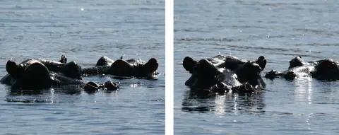 Hippo2102.jpg