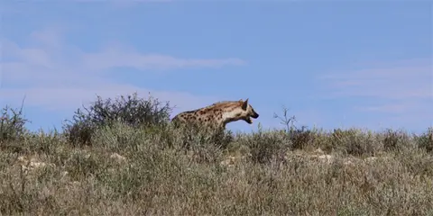 Hyne.jpg