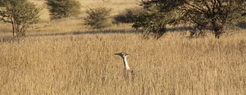 KoriBustard.jpg