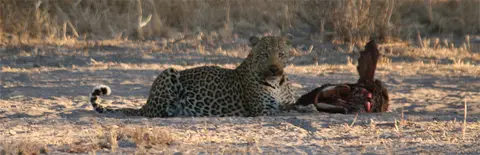 Leo1503.jpg