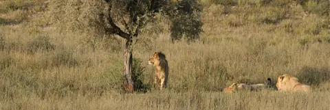 Lwena4.jpg