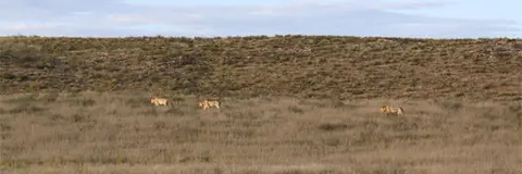 Lwena7.jpg