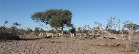 Makgadikgadi1511.jpg