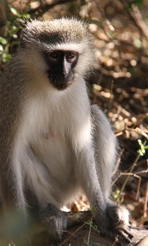 Meerkatze.jpg