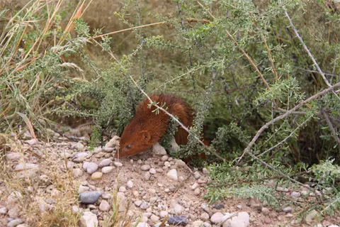 Mongoose.jpg