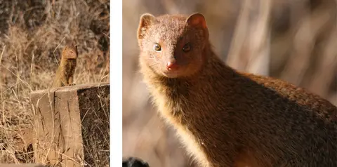 Mongoose2102.jpg