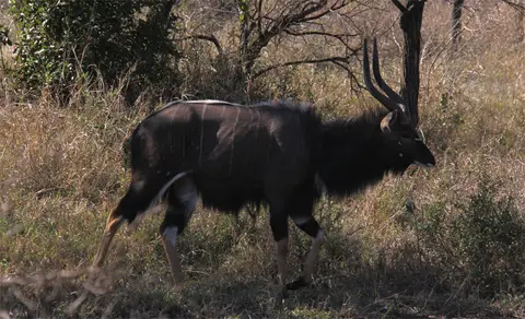 Nyala1.jpg