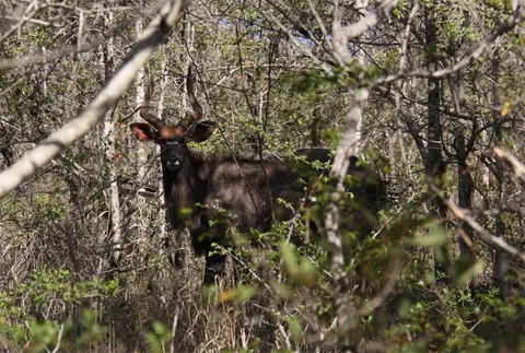 Nyala2.jpg