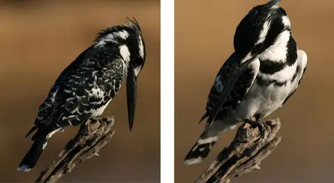 Pilanesberg2009.jpg