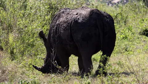 Rhino_2012-01-01.jpg