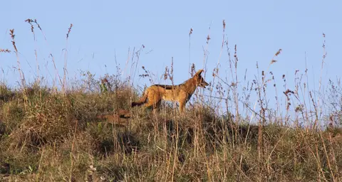 Schakal_2011-12-28.jpg