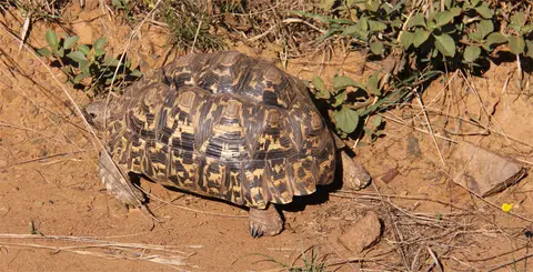 Schildkrte_2011-12-28.jpg