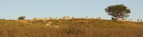 Springbockherde1.jpg