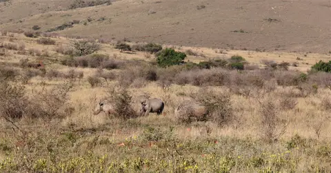 WhiteRhino1.jpg