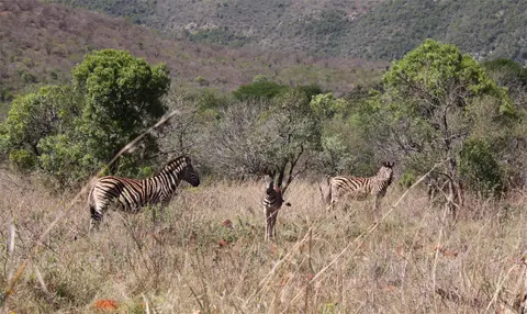 Zebra.jpg