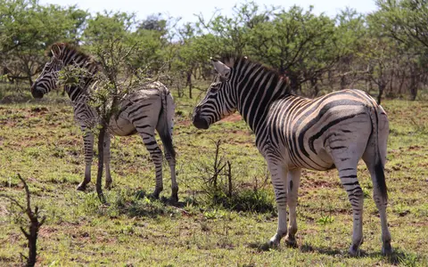Zebra_2012-01-01.jpg
