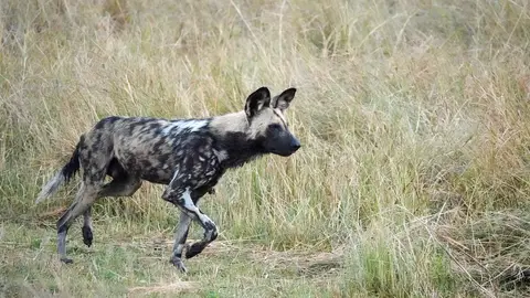 K10-Wildhund-1.jpg