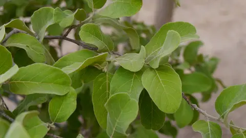 K12-Apfelblattbaum.jpg