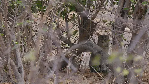 K13-Wildkatze.jpg
