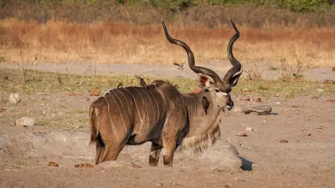 K14-Kudu.jpg