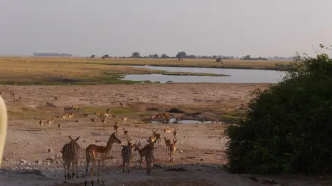 K15-Impalas.jpg