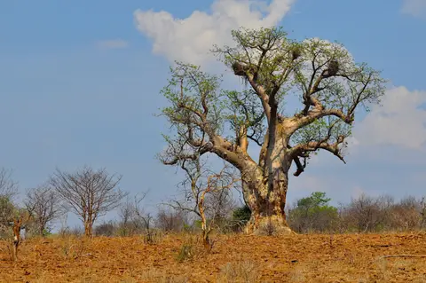 K19-Baobab.jpg