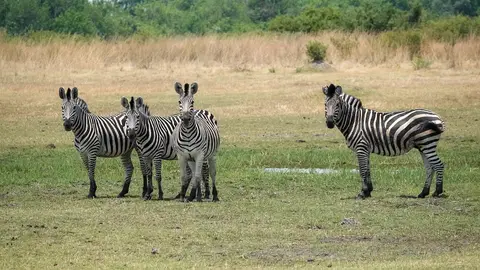 K5-Zebras-2.jpg