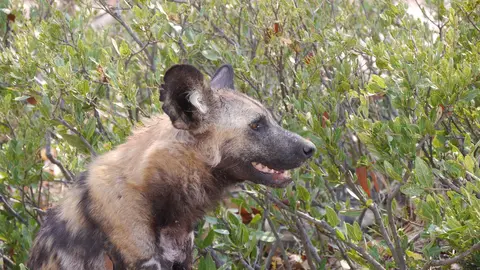 K5M-Wildhund.jpg