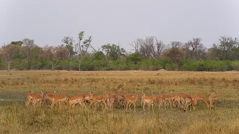 K6-Impalas.jpg