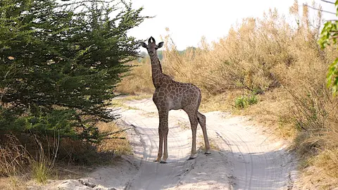 K7-Giraffe.jpg