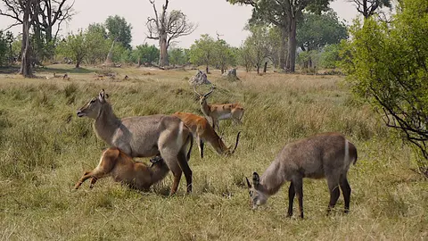 K7-WasserboeckemitImpala.jpg